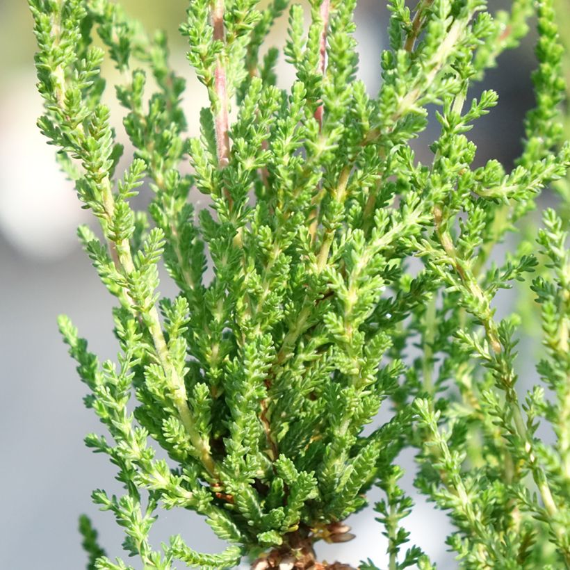 Bruyère cendrée - Erica cinerea (Foliage)