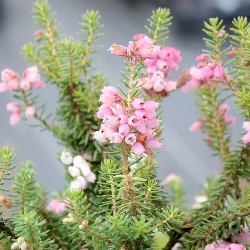 Bruyère d'automne - Erica williamsii Ken Wilson (Floraison)