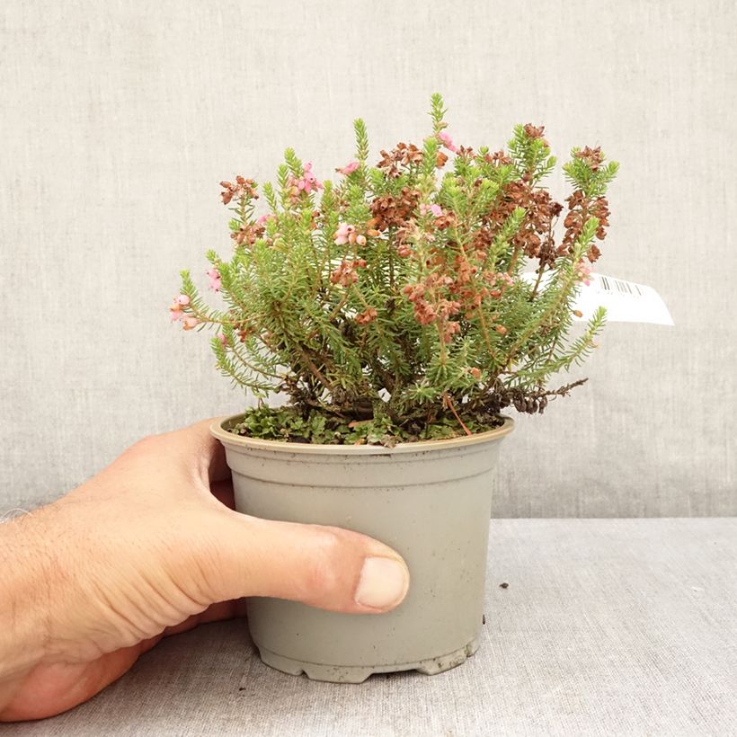 Spécimen de Bruyère d'automne - Erica williamsii Ken Wilson Pot de 1,5L/2L tel que livré en été