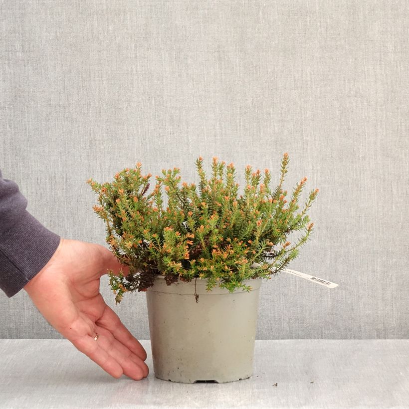 Spécimen de Bruyère d'automne - Erica williamsii Ken Wilson Pot de 1,5L/2L tel que livré au printemps