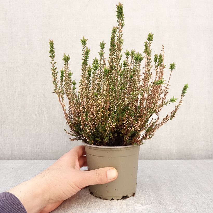 Spécimen de Bruyère d'été - Calluna Garden Girls Amethyst Pot de 1L/1,5L tel que livré au printemps