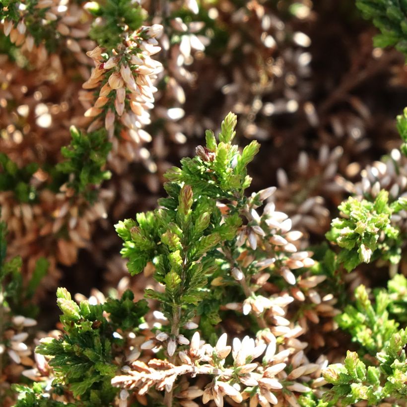 Bruyère d'été - Calluna Garden Girls Angie (Feuillage)