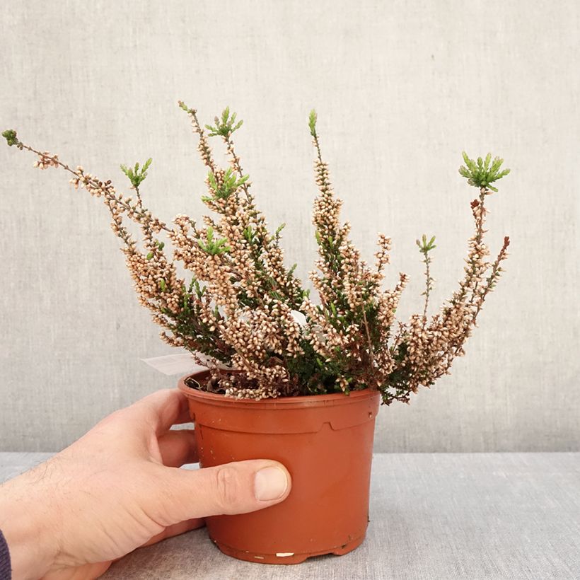 Spécimen de Bruyère d'été - Calluna Garden Girls Athene Pot de 1L/1,5L tel que livré au printemps
