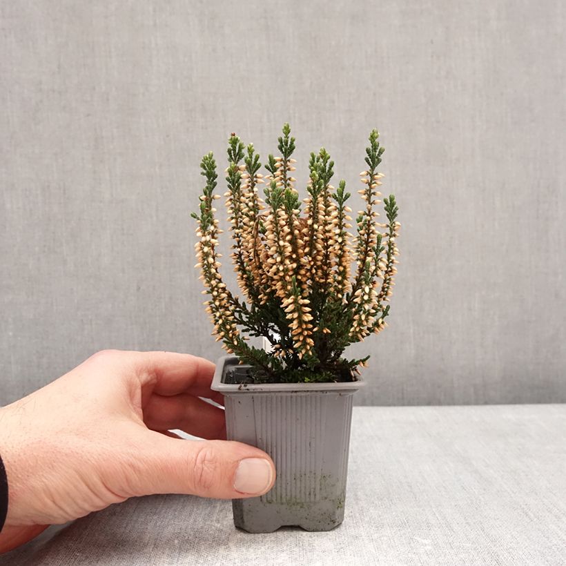 Example of Bruyère d'été - Calluna Garden Girls Bettina Godet de 8/9 cm as you get in hiver