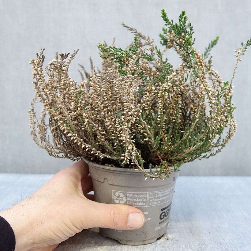 Example of Bruyère d'été - Calluna Garden Girls Bettina Pot de 1L/1,5L as you get in hiver