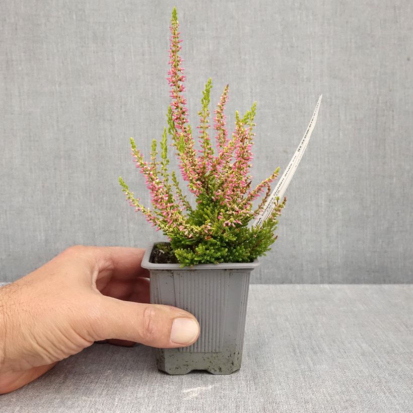 Spécimen de Bruyère d'été - Calluna Garden Girls Golden Angie Godet de 8/9 cm tel que livré en automne