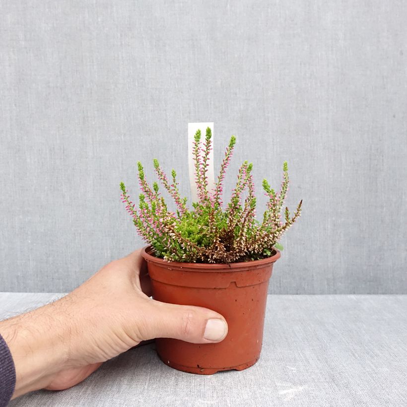 Spécimen de Bruyère d'été - Calluna Garden Girls Golden Angie Pot de 1L/1,5L tel que livré en automne