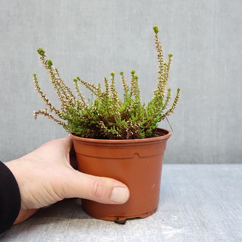 Example of Bruyère d'été - Calluna Garden Girls Golden Angie Pot de 1L/1,5L as you get in hiver