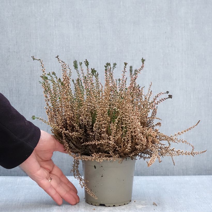 Spécimen de Bruyère d'été - Calluna Garden Girls Lioba Pot de 1L/1,5L tel que livré en hiver