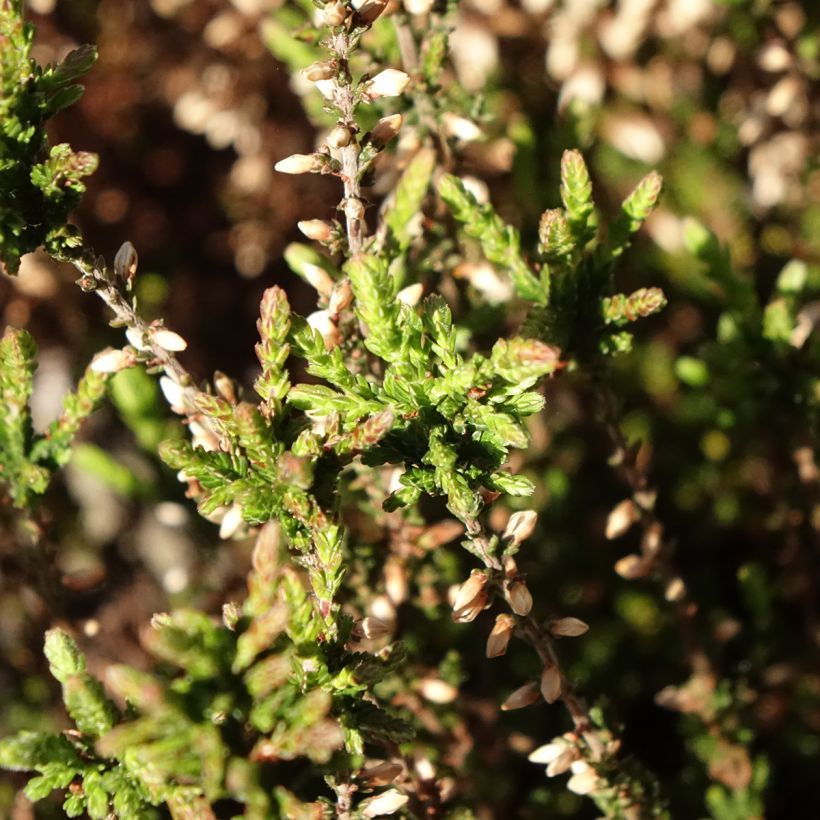 Bruyère d'été - Calluna Garden Girls Martina (Feuillage)