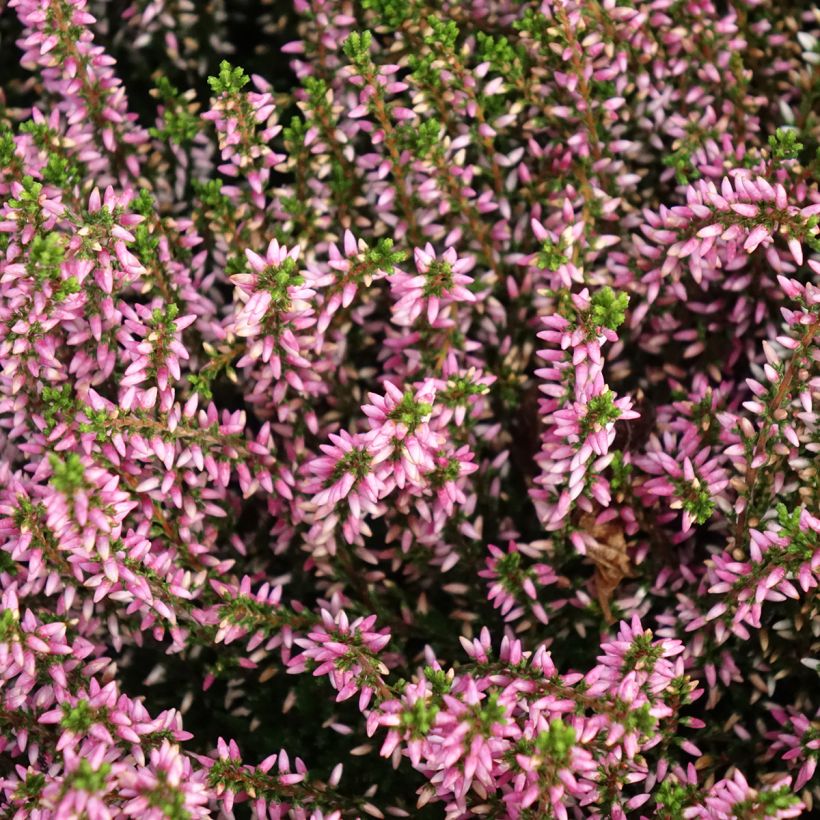 Bruyère d'été - Calluna Garden Girls Pink Angie (Floraison)