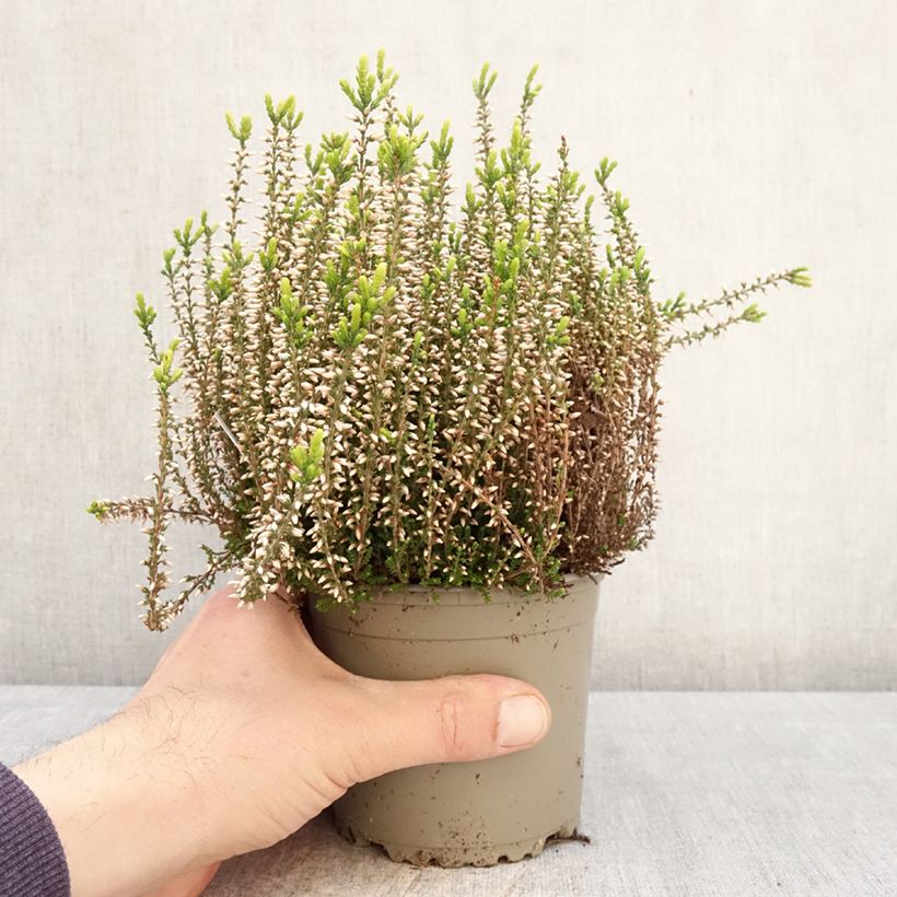 Spécimen de Bruyère d'été - Calluna Garden Girls Pink Angie Pot de 1L/1,5L tel que livré au printemps