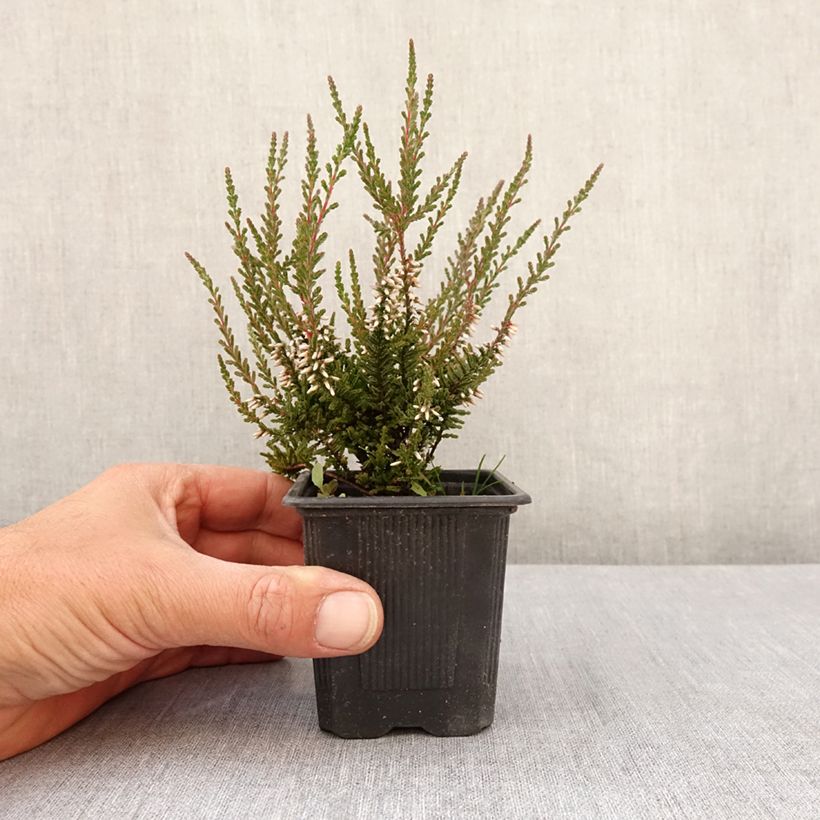 Example of Bruyère d'été - Calluna Garden Girls Pink Bettina Godet de 8/9 cm as you get in printemps