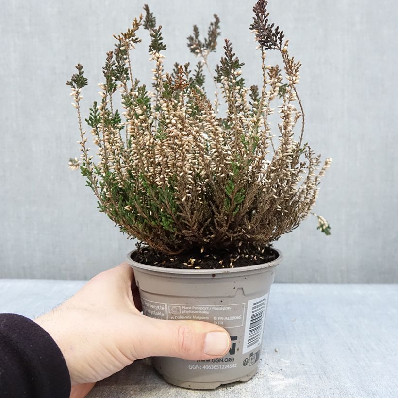 Example of Bruyère d'été - Calluna Garden Girls Pink Bettina Pot de 1L/1,5L as you get in hiver