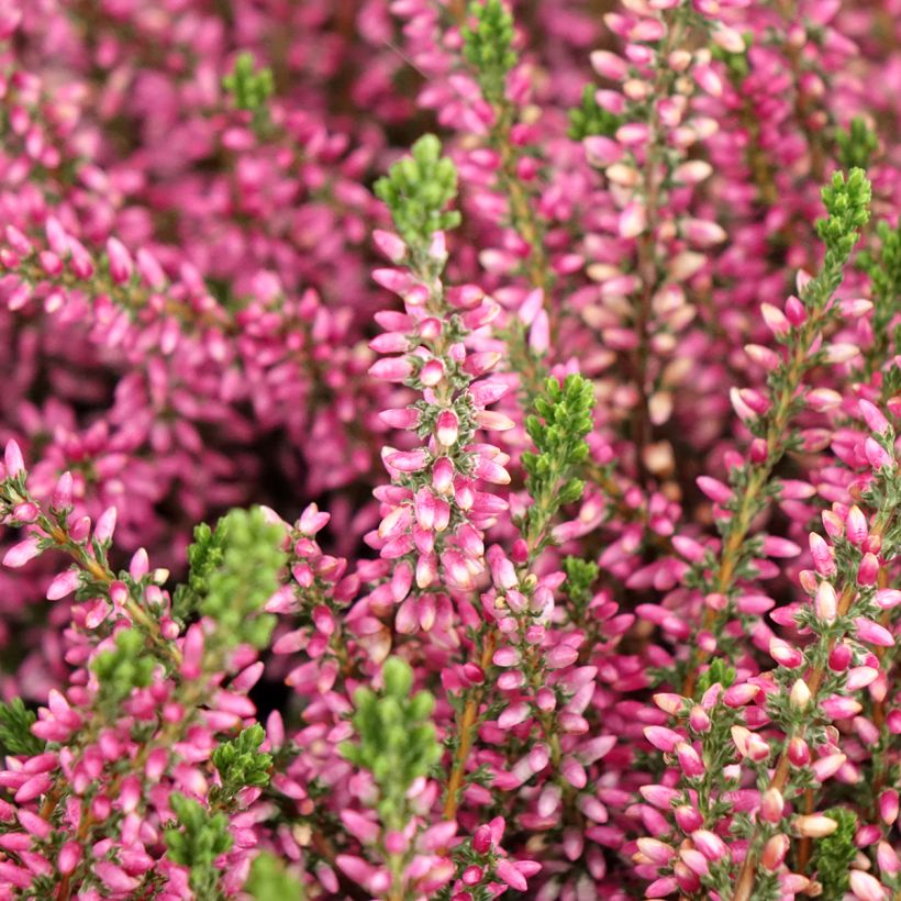 Bruyère d'été - Calluna Garden Girls Rosita (Floraison)