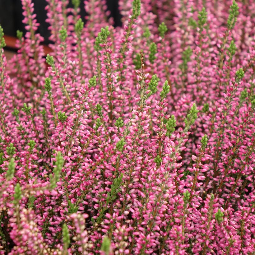Bruyère d'été - Calluna Garden Girls Rosita (Port)