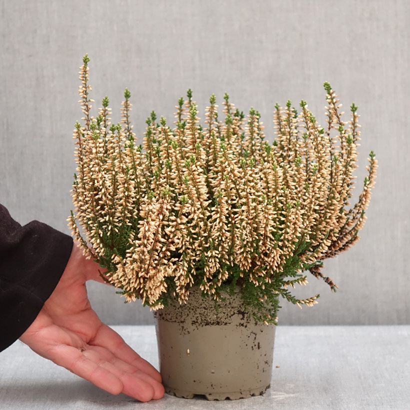 Spécimen de Bruyère d'été - Calluna Garden Girls Rosita Pot de 1L/1,5L tel que livré en hiver
