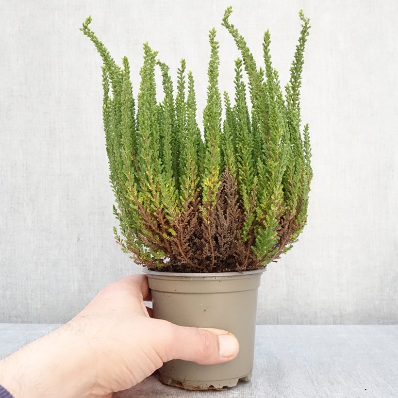 Spécimen de Bruyère d'été - Calluna Garden Girls Zelia Pot de 1L/1,5L tel que livré au printemps