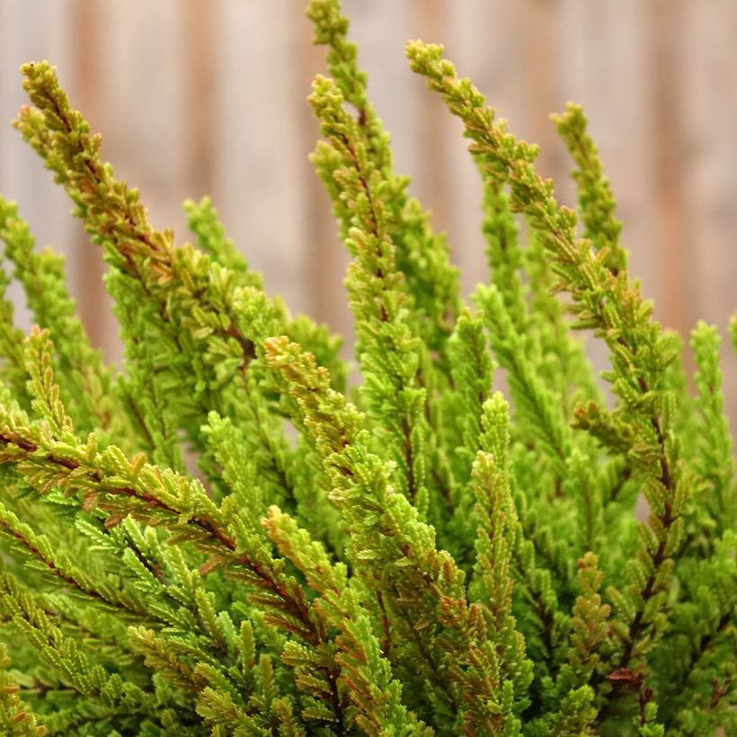 Bruyère d'été - Calluna Garden Girls Zoe (Port)