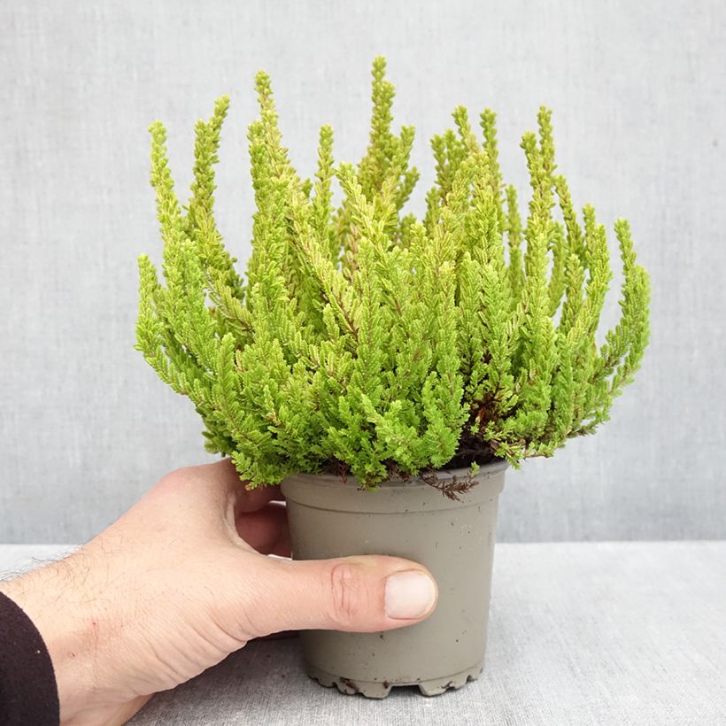 Spécimen de Bruyère d'été - Calluna Garden Girls Zoe Pot de 1L/1,5L tel que livré en automne