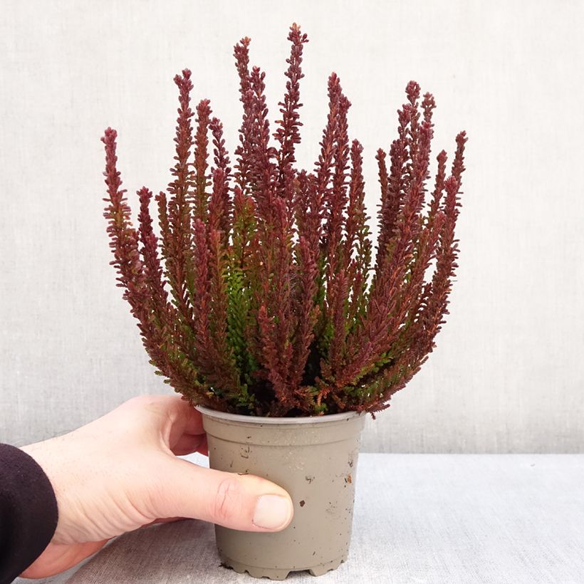 Example of Bruyère d'été - Calluna Garden Girls Zorina Pot de 1L/1,5L as you get in hiver