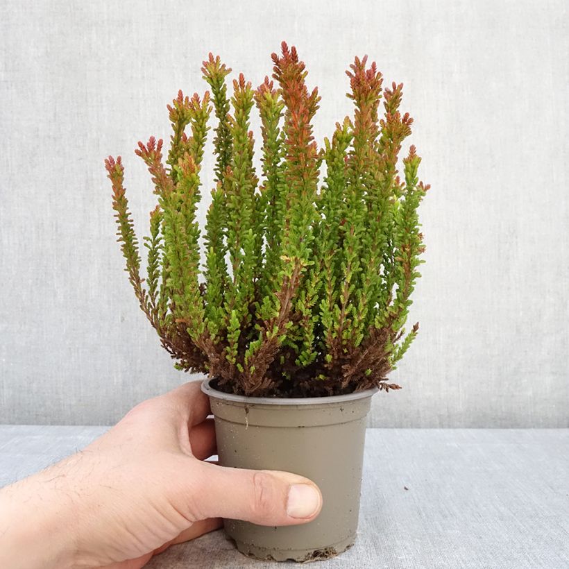 Spécimen de Bruyère d'été - Calluna Garden Girls Zorina Pot de 1L/1,5L tel que livré au printemps