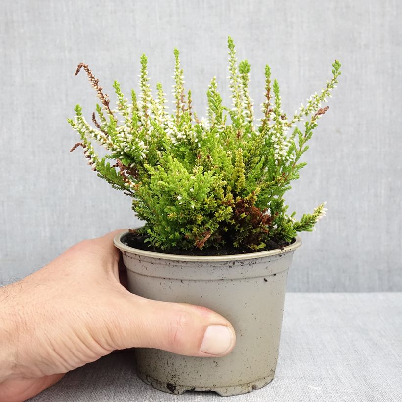 Spécimen de Bruyère d'été - Calluna vulgaris Anouk (BEAUTY LADIES series) Pot de 12 cm / 13 cm tel que livré en automne