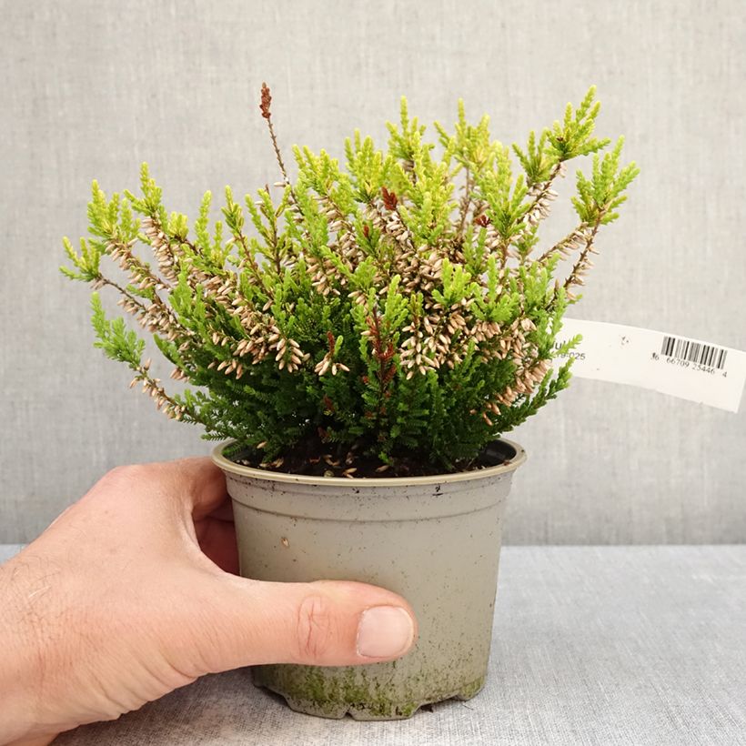 Spécimen de Bruyère d'été - Calluna vulgaris Anouk (BEAUTY LADIES series) Pot de 12 cm / 13 cm tel que livré au printemps