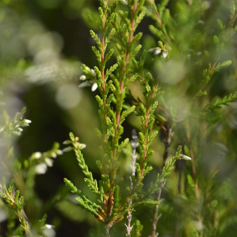 Bruyère d'été - Calluna vulgaris Marlies (Foliage)