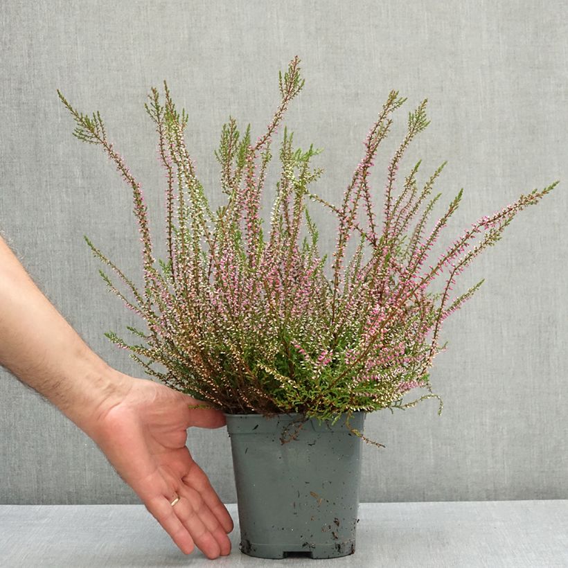 Spécimen de Bruyère d'été - Calluna vulgaris Marlies Pot de 1L/1,5L tel que livré en été
