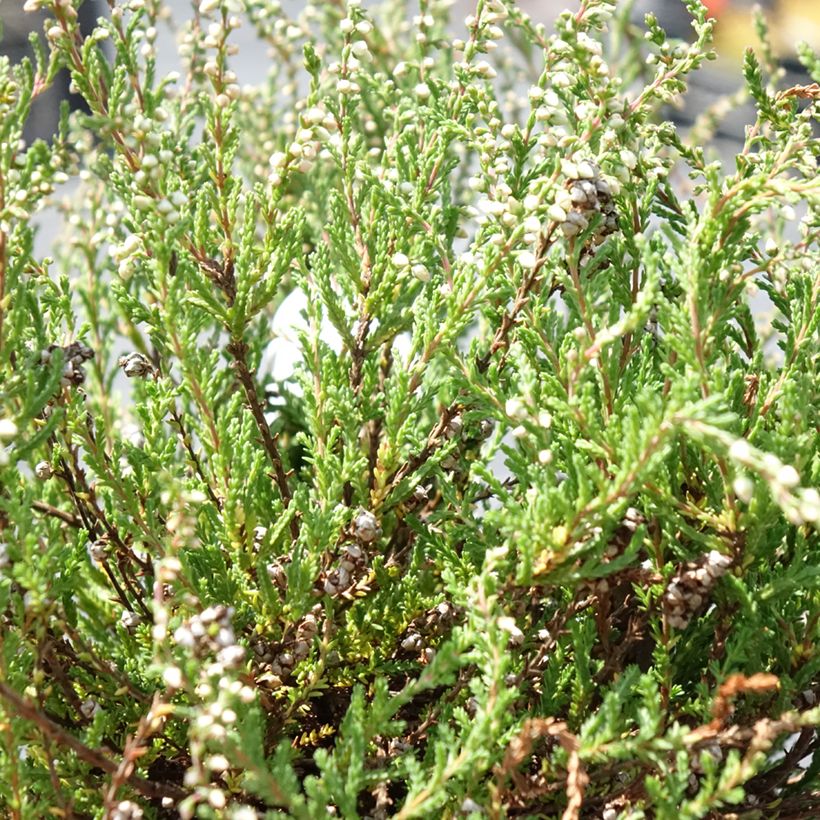 Bruyère d'été - Calluna vulgaris Radnor (Feuillage)