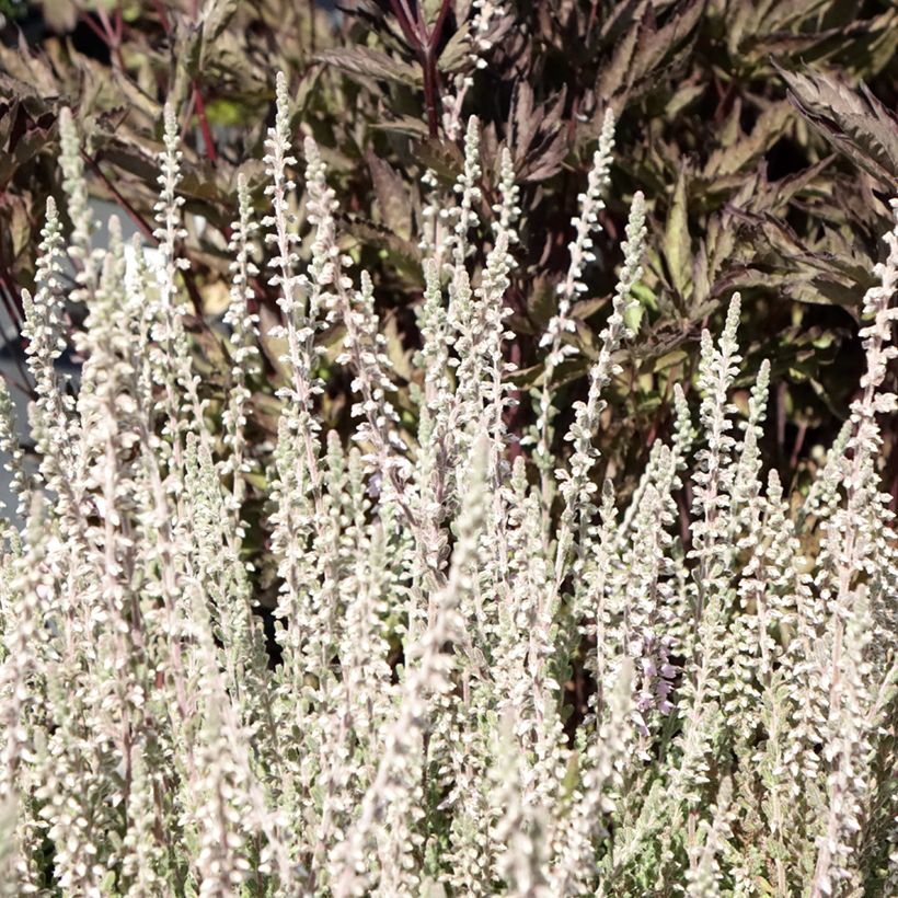 Bruyère d'été - Calluna vulgaris Silver Knight  (Foliage)