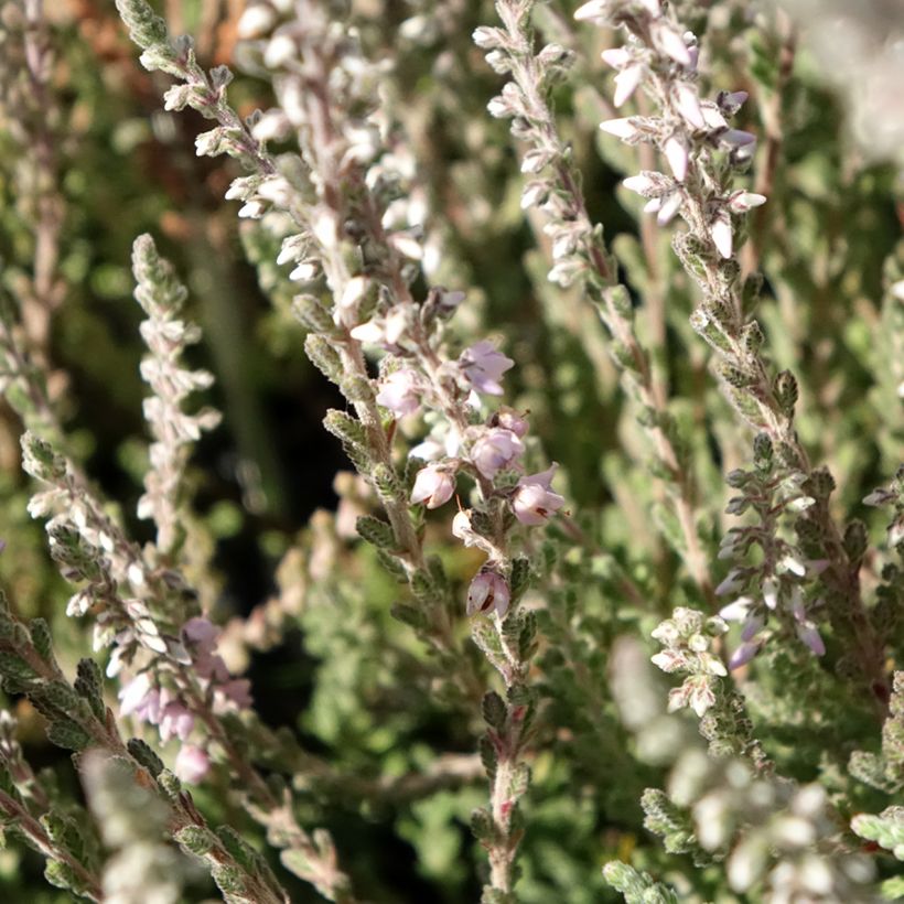 Bruyère d'été - Calluna vulgaris Silver Knight  (Flowering)