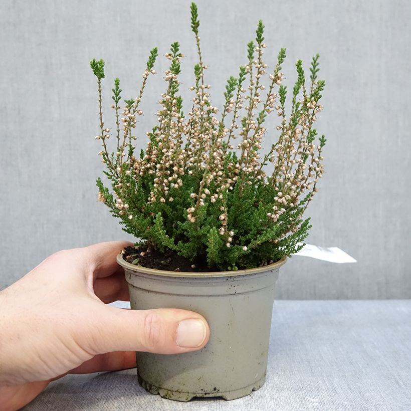 Example of Bruyère d'été - Calluna vulgaris Spring Cream Pot de 12 cm / 13 cm as you get in hiver