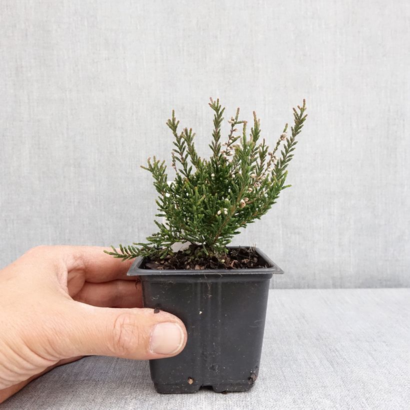 Spécimen de Bruyère d'été - Calluna vulgaris Tib Pot de 12 cm / 13 cm tel que livré au printemps