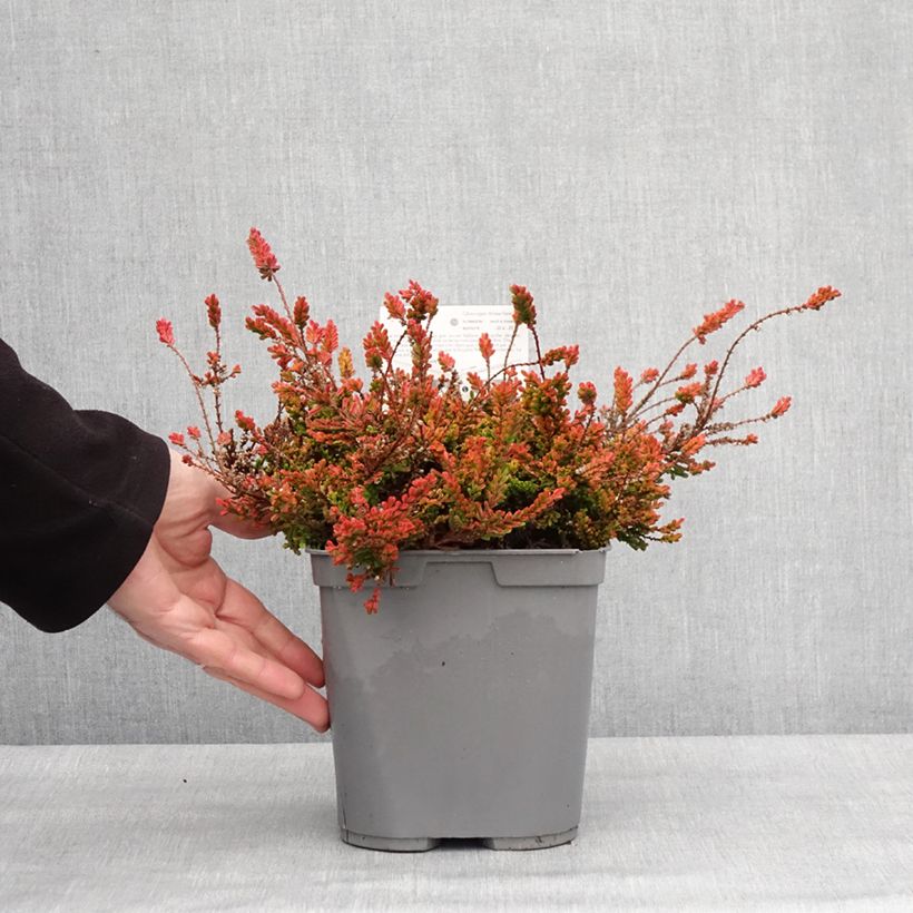 Spécimen de Bruyère d'été - Calluna vulgaris Wickwar Flame Pot de 2L/3L tel que livré en hiver