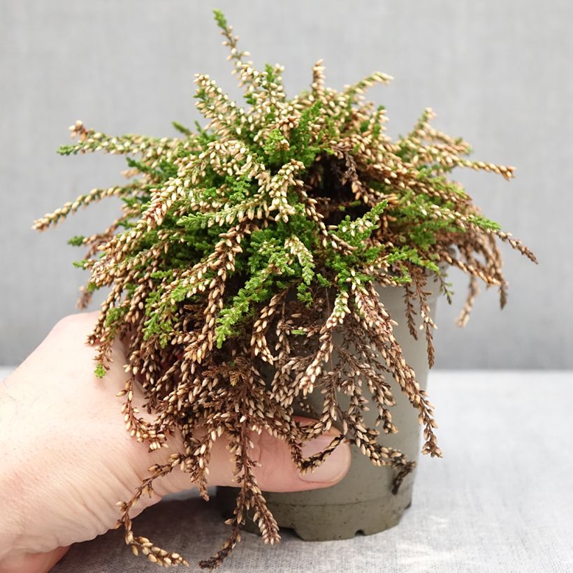 Spécimen de Bruyère d'été retombante - Calluna Rasta Girls Netty Pot de 12 cm / 13 cm tel que livré en hiver