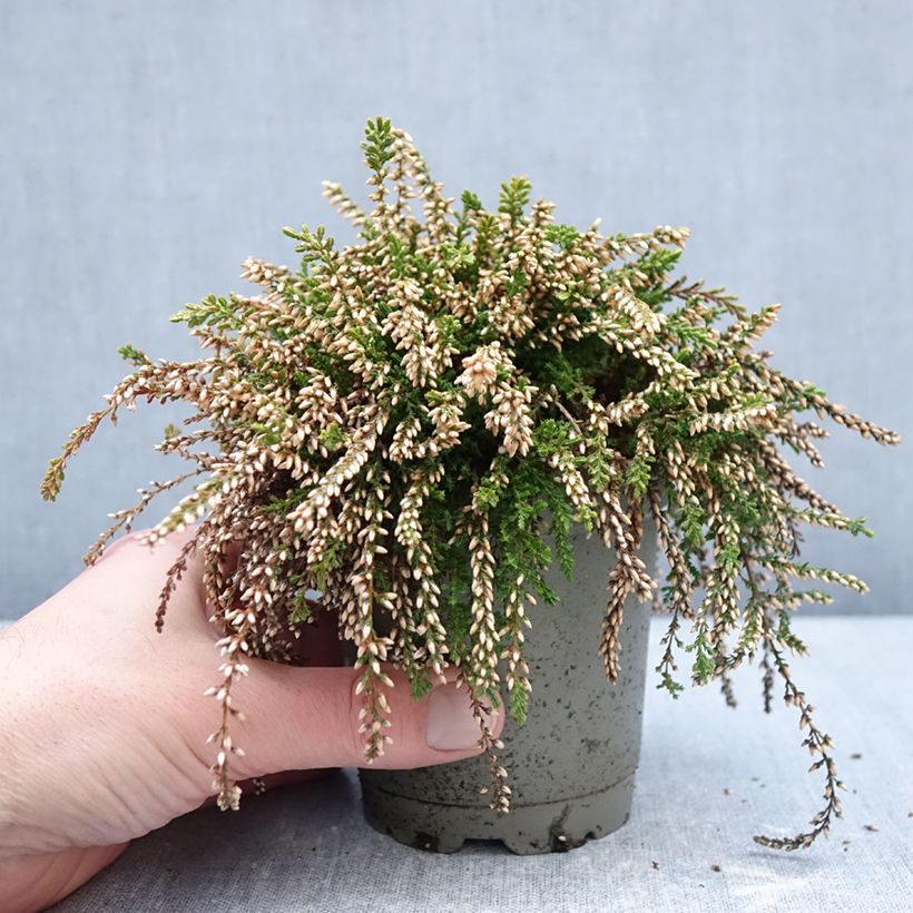 Spécimen de Bruyère d'été retombante - Calluna Rasta Girls Rosa Claire Pot de 12 cm / 13 cm tel que livré en hiver