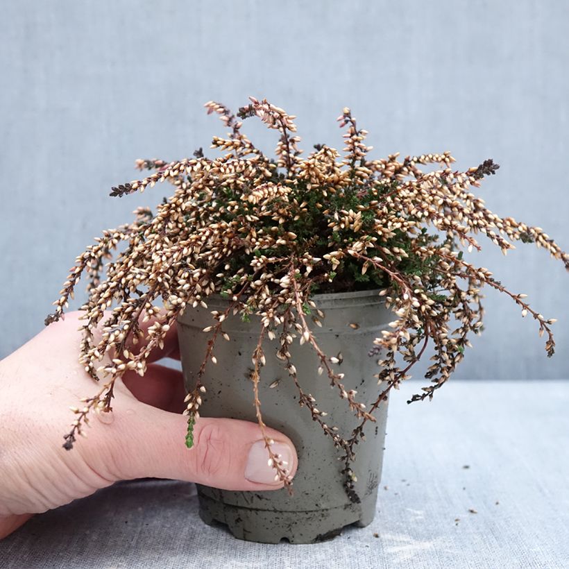 Spécimen de Bruyère d'été retombante - Calluna Rasta Girls Rote Janina Pot de 12 cm / 13 cm tel que livré en hiver