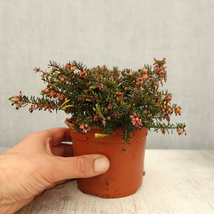 Spécimen de Bruyère d'Hiver - Erica x darleyensis Kramer's Rote Pot de 1L/1,5L tel que livré au printemps