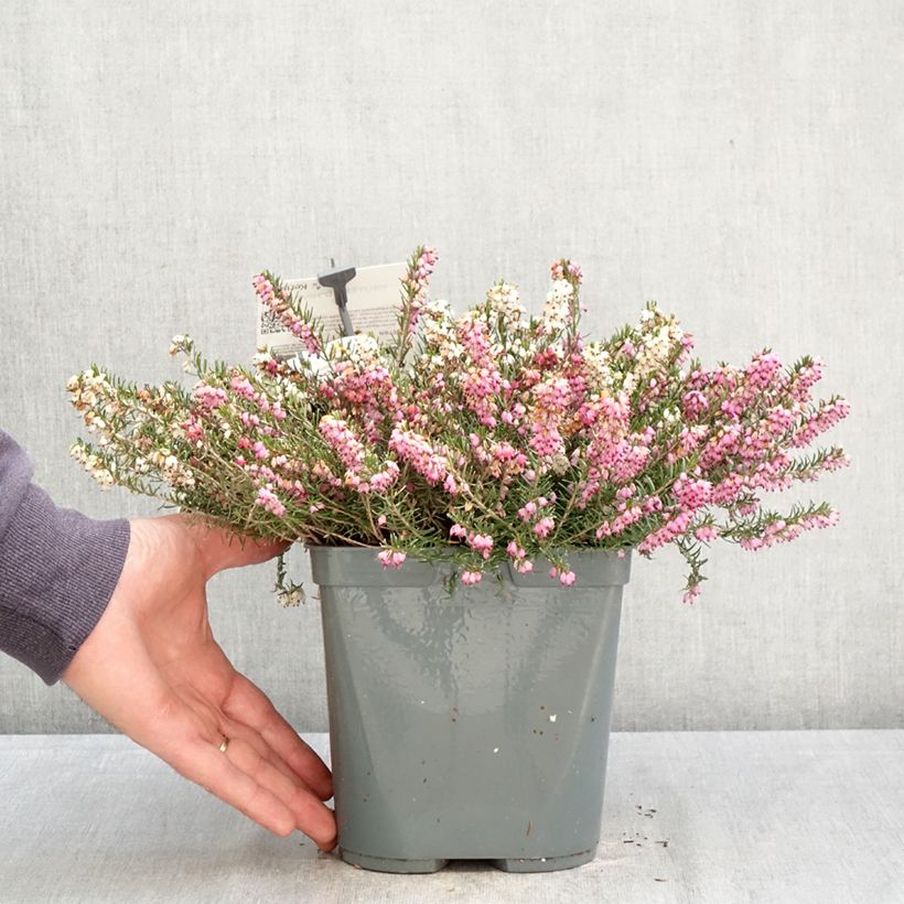 Spécimen de Bruyère d'hiver - Erica x darleyensis Trio Pot de 3L/4L tel que livré au printemps