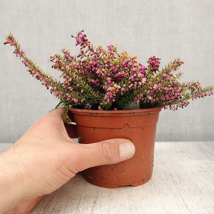 Example of Bruyère d'hiver Winter Belles Tylou - Erica x darleyensis Pot de 1L/1,5L as you get in printemps
