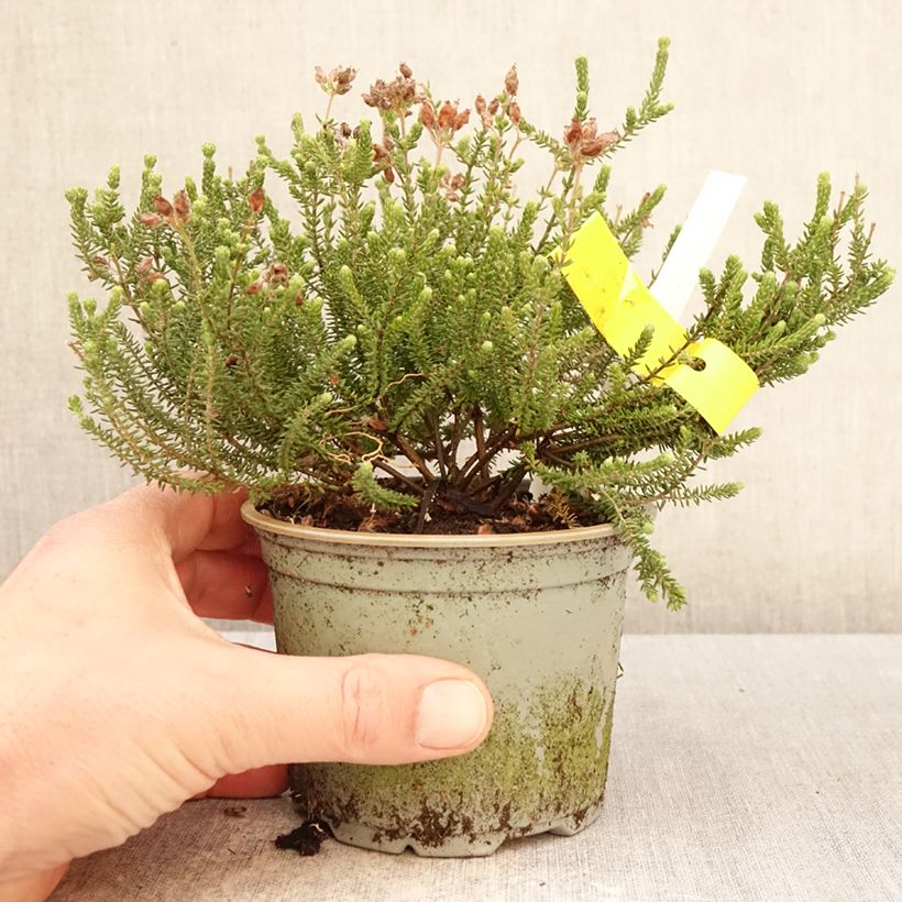 Spécimen de Bruyère des marais - Erica tetralix Alba Pot de 12 cm / 13 cm tel que livré au printemps