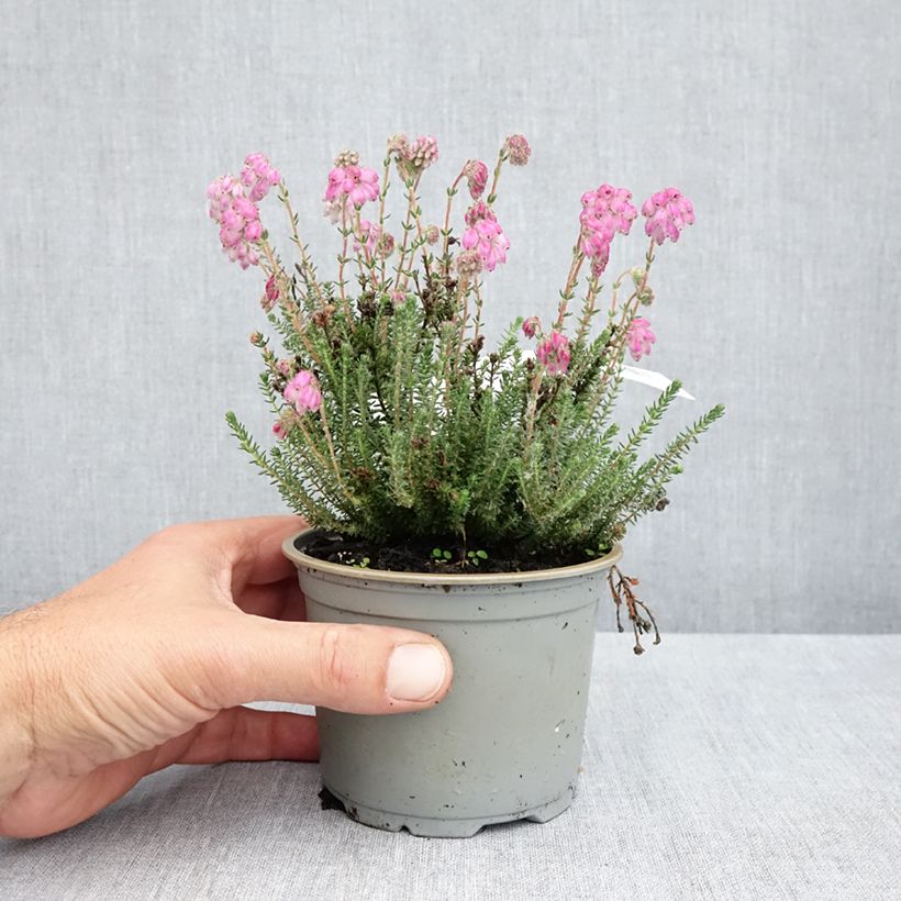 Spécimen de Bruyère des marais - Erica tetralix Con Underwood Pot de 12 cm / 13 cm tel que livré au printemps