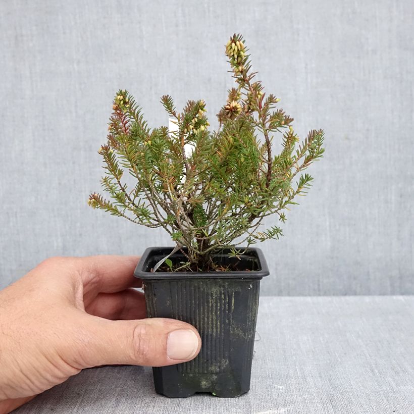 Spécimen de Bruyère des neiges - Erica carnea Eva Godet de 8/9 cm tel que livré en automne