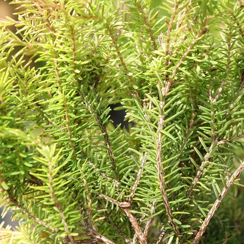 Bruyère des neiges - Erica carnea Foxhollow (Feuillage)