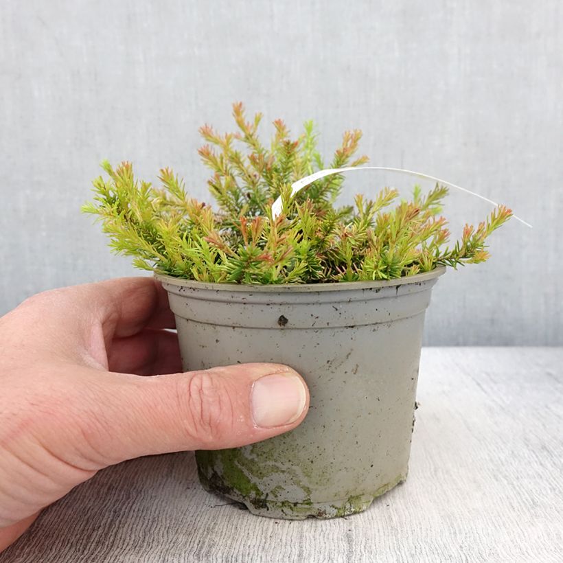 Spécimen de Bruyère des neiges - Erica carnea Foxhollow Pot de 12 cm / 13 cm tel que livré au printemps