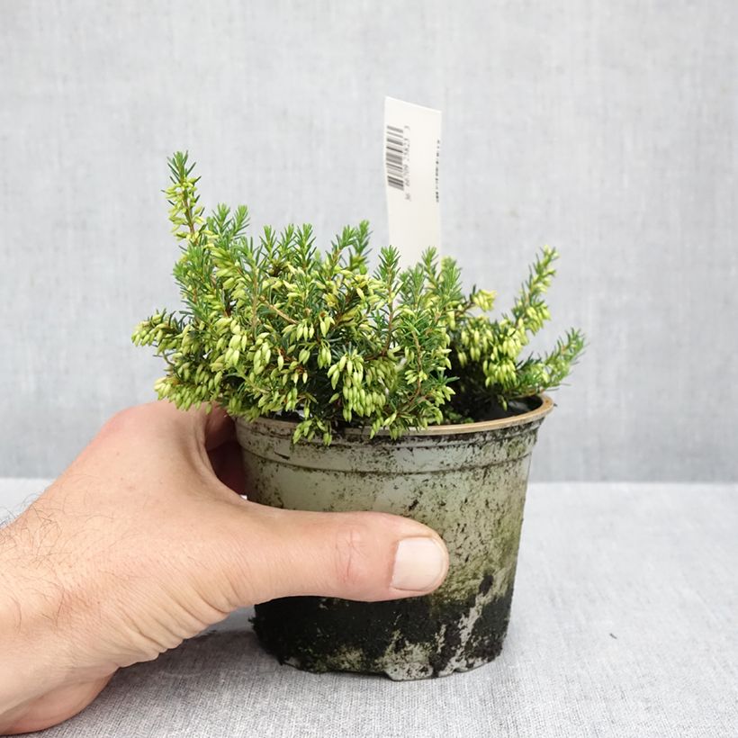 Spécimen de Bruyère des neiges - Erica carnea Isabell  Pot de 10 cm/11cm tel que livré en automne
