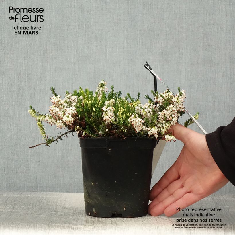 Spécimen de Bruyère des neiges - Erica carnea Isabell  Pot de 2L/3L tel que livré au printemps