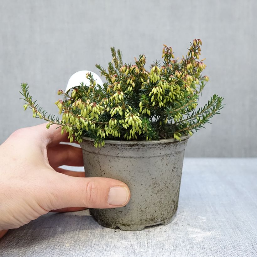 Spécimen de Bruyère des neiges - Erica carnea Rosalie Pot de 12 cm / 13 cm tel que livré en hiver